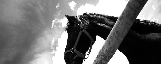 Lorem ipsum for heading